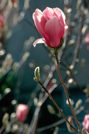 ecards photography magnolia flowers