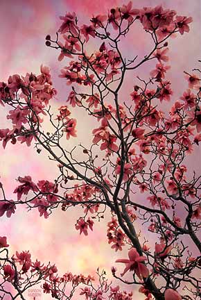 ecard photography pink magnolia nature
